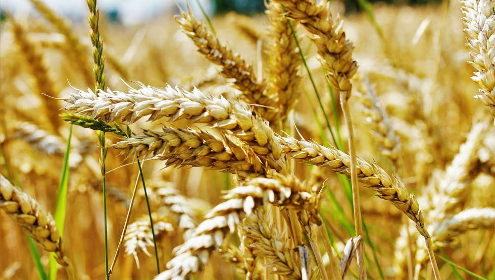 how-to-discern-the-wheat-from-the-tares-i-have-a-practical-knowledge